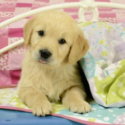 Ravensburger Puzzelset Schattige Hondjes - 3 X 49 Stukjes -Speelgoed Verkoop 1983372 2dfc57f8