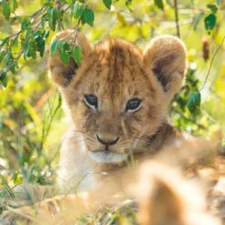 Ravensburger Puzzel Wildlife 3 X 49 -Speelgoed Verkoop 1995566 58a04ee4