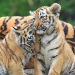 Ravensburger Puzzel Wildlife 3 X 49 -Speelgoed Verkoop 1995566 b5c6311e