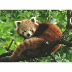 Ravensburger Puzzel Rode Panda - 500 Stukjes -Speelgoed Verkoop 1995572 ce67ac6c